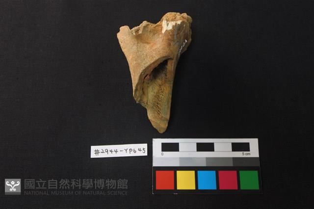 獸骨藏品圖，第2張