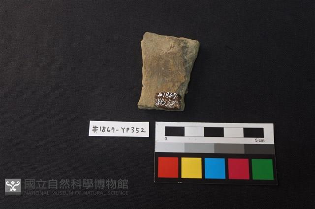 陶片藏品圖，第2張
