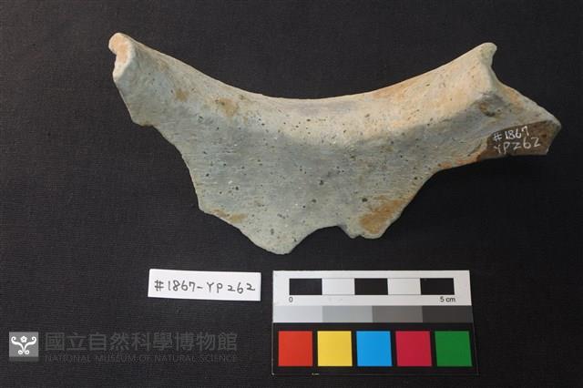 陶片藏品圖，第2張