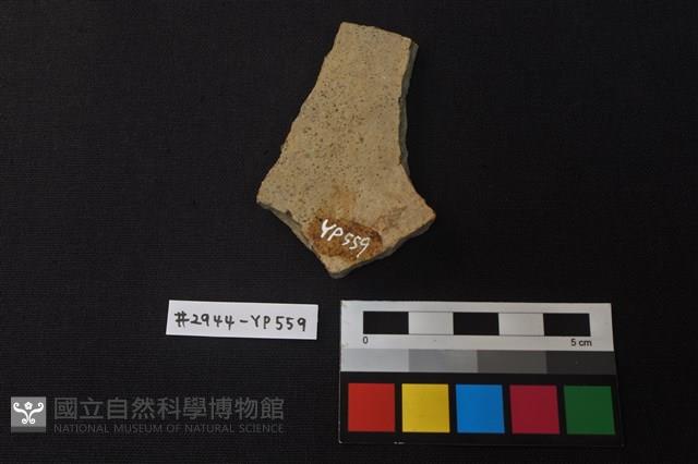 陶片藏品圖，第2張