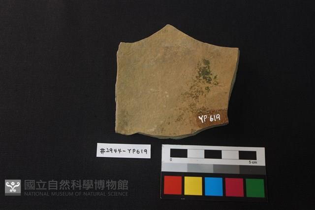 陶片藏品圖，第2張