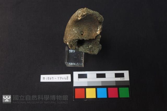 獸骨藏品圖，第2張