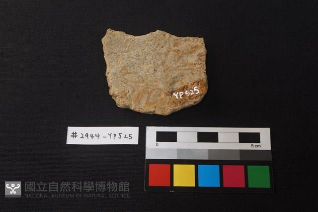 陶片藏品圖，第2張