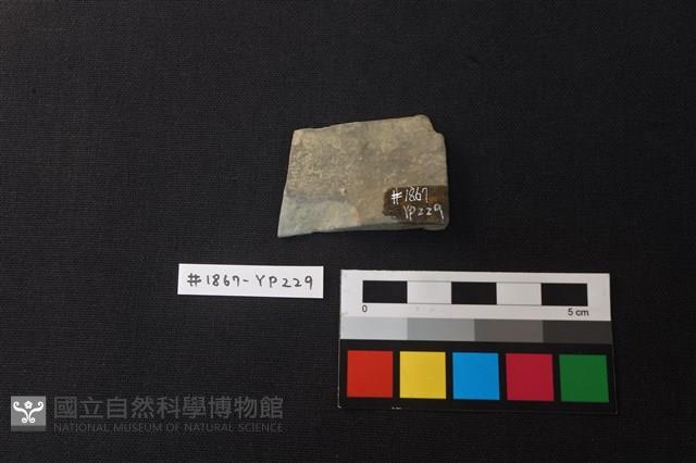 陶片藏品圖，第2張