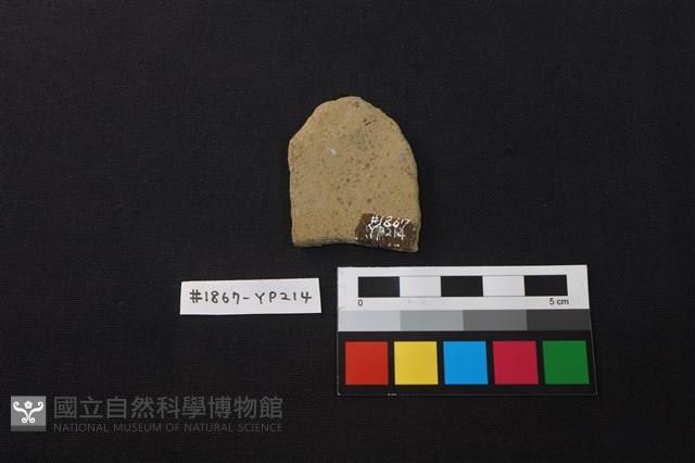 陶片藏品圖，第2張