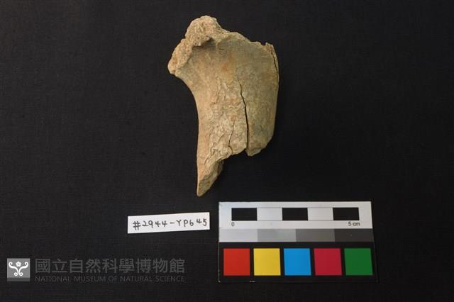 獸骨藏品圖，第1張