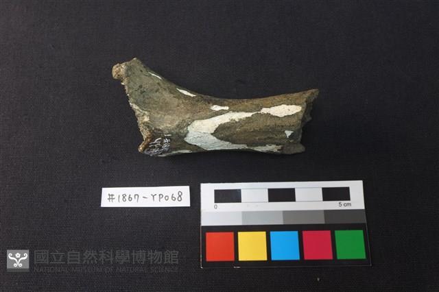獸骨藏品圖，第1張