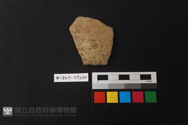 陶片藏品圖，第1張