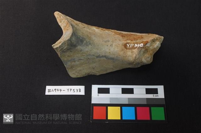 陶片藏品圖，第3張