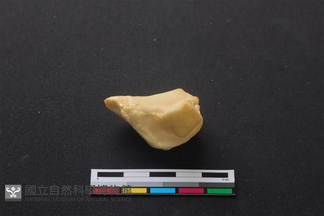 梅花鹿骨藏品圖，第2張