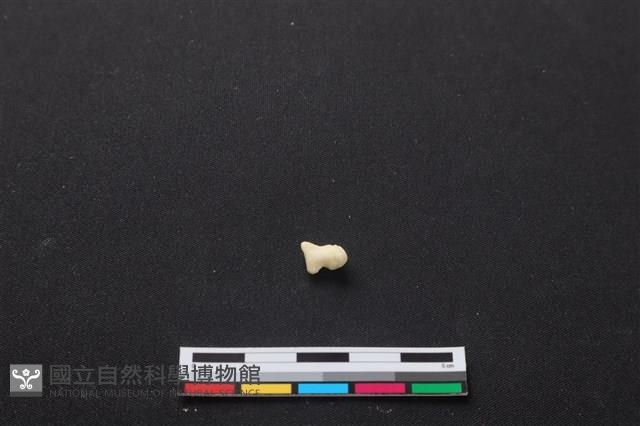 梅花鹿骨藏品圖，第2張