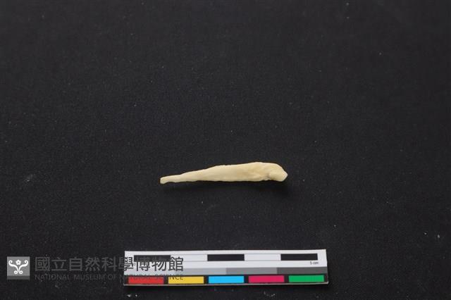 梅花鹿骨藏品圖，第2張