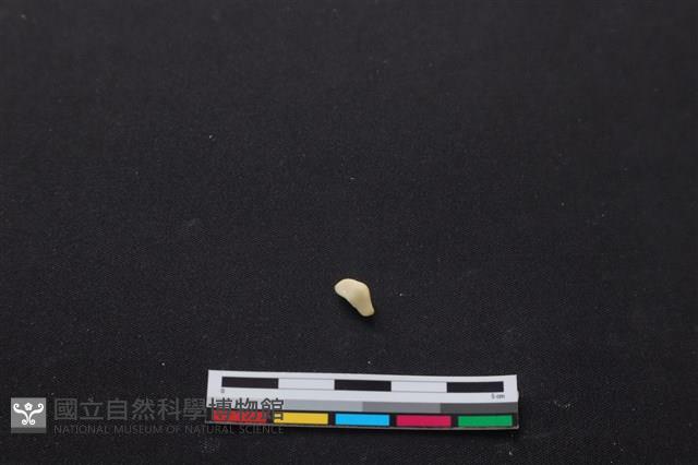 梅花鹿骨藏品圖，第2張