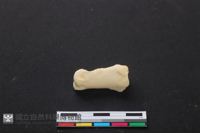 梅花鹿骨藏品圖，第2張