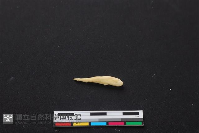梅花鹿骨藏品圖，第2張
