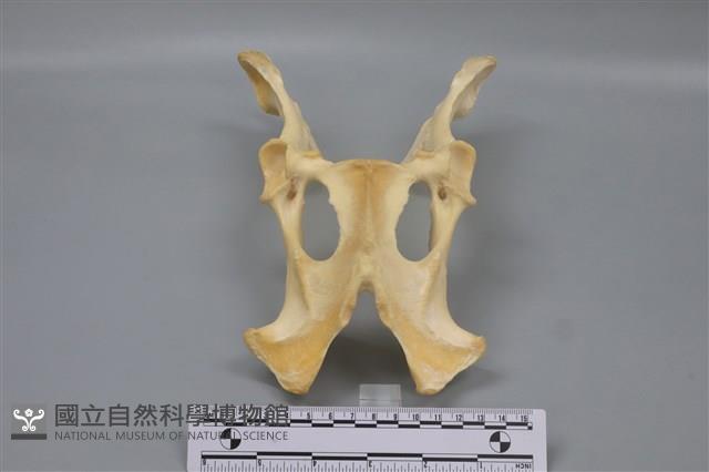 梅花鹿骨藏品圖，第2張