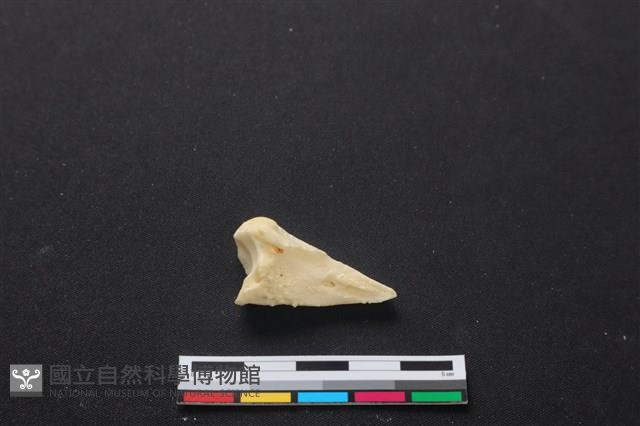 梅花鹿骨藏品圖，第2張