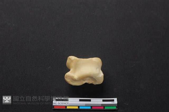 梅花鹿骨藏品圖，第2張