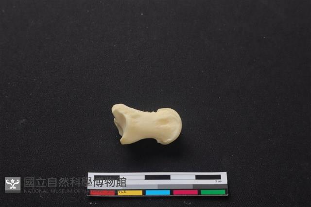 梅花鹿骨藏品圖，第2張