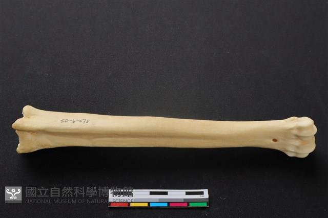 梅花鹿骨藏品圖，第2張