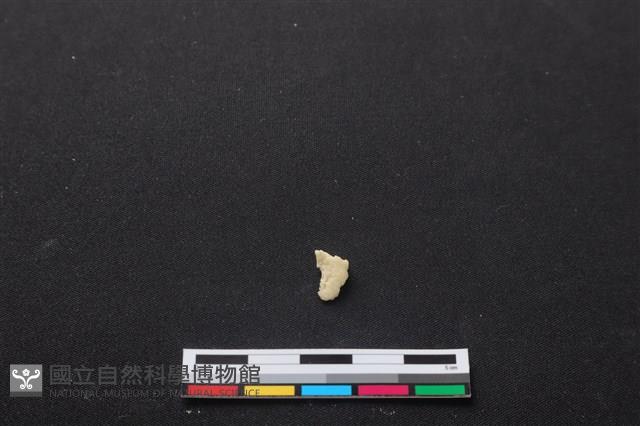 梅花鹿骨藏品圖，第2張