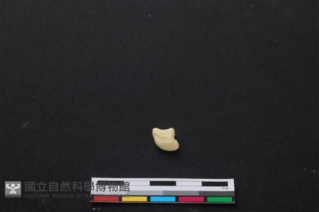 梅花鹿骨藏品圖，第2張