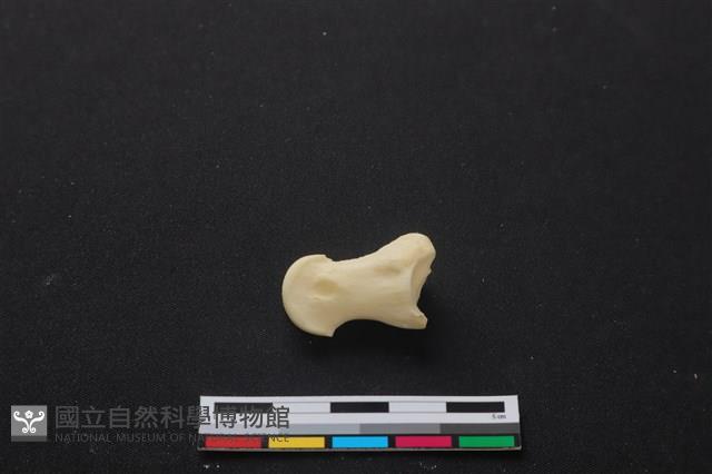 梅花鹿骨藏品圖，第2張
