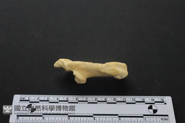 梅花鹿骨藏品圖，第2張