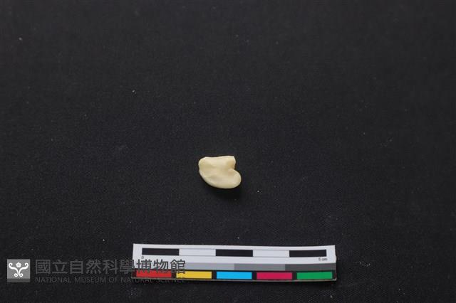 梅花鹿骨藏品圖，第2張