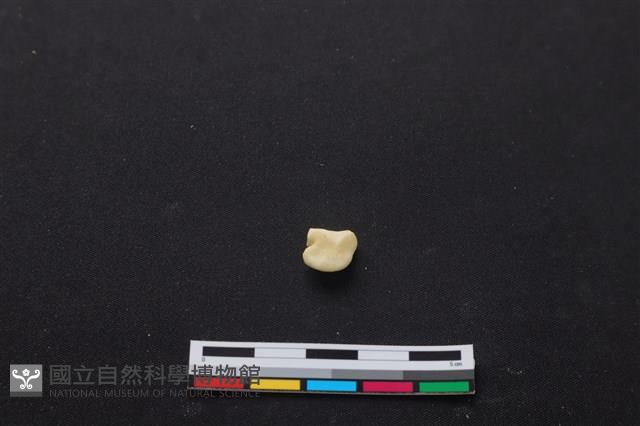 梅花鹿骨藏品圖，第2張