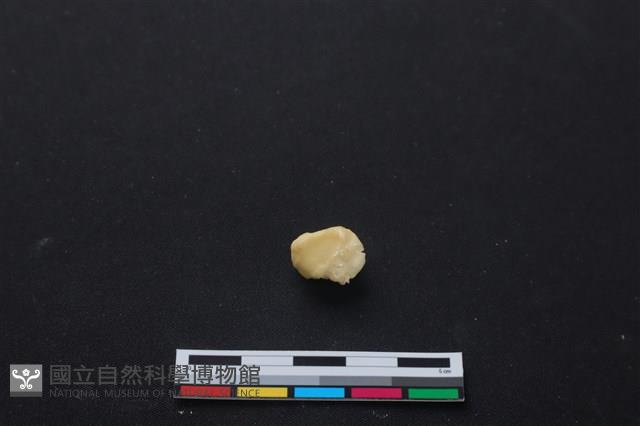 梅花鹿骨藏品圖，第2張