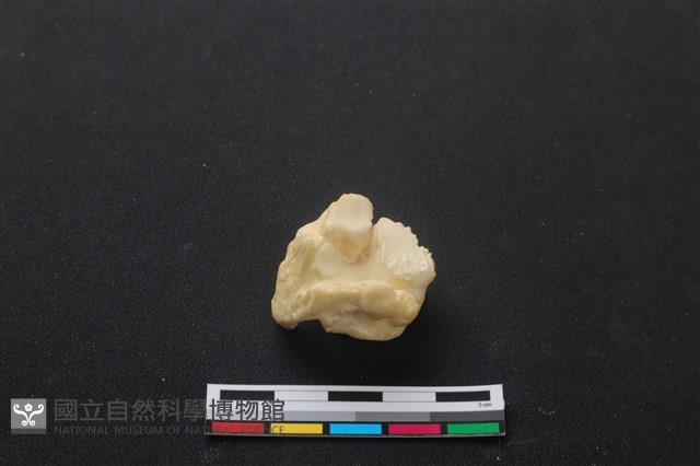 梅花鹿骨藏品圖，第2張