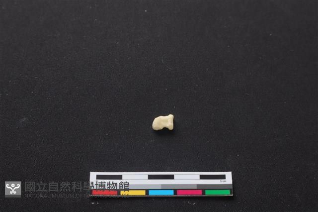 梅花鹿骨藏品圖，第1張