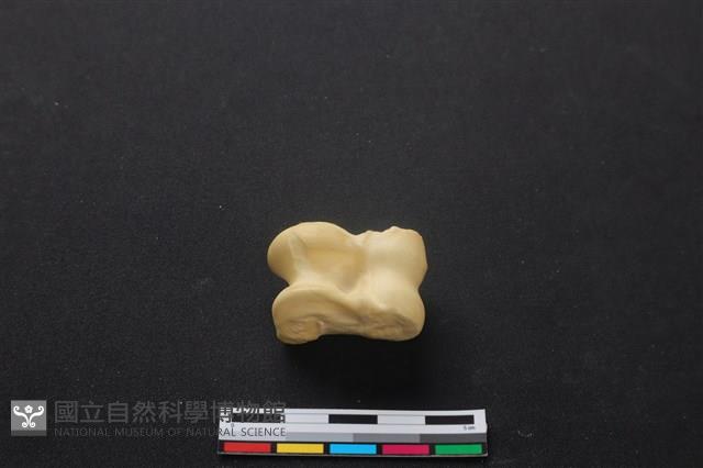 梅花鹿骨藏品圖，第1張