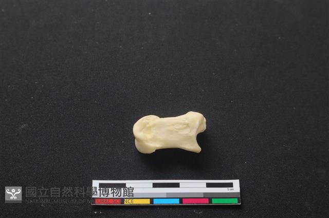 梅花鹿骨藏品圖，第1張