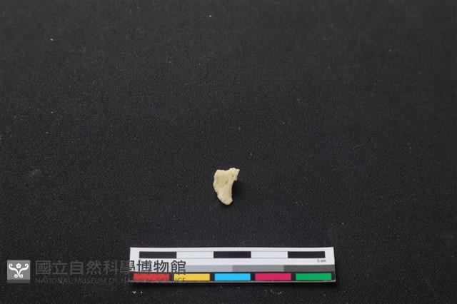 梅花鹿骨藏品圖，第1張