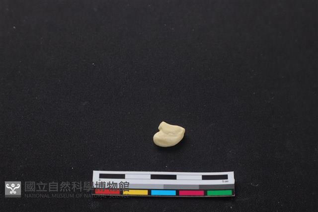 梅花鹿骨藏品圖，第1張