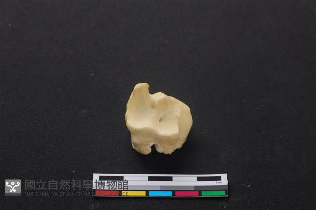 梅花鹿骨藏品圖，第1張