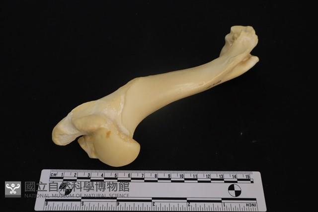 梅花鹿骨藏品圖，第4張