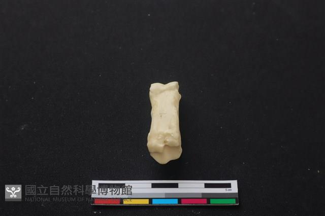 梅花鹿骨藏品圖，第3張