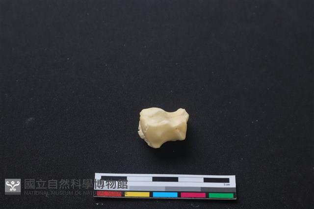梅花鹿骨藏品圖，第3張