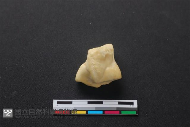 梅花鹿骨藏品圖，第3張