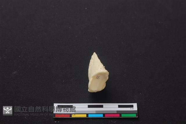梅花鹿骨藏品圖，第3張