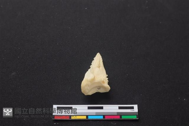 梅花鹿骨藏品圖，第3張