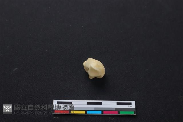 梅花鹿骨藏品圖，第3張