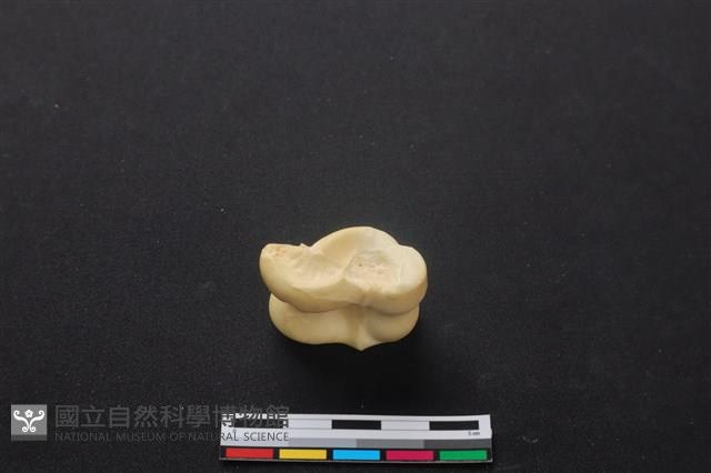 梅花鹿骨藏品圖，第3張