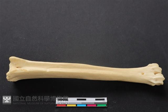 梅花鹿骨藏品圖，第3張