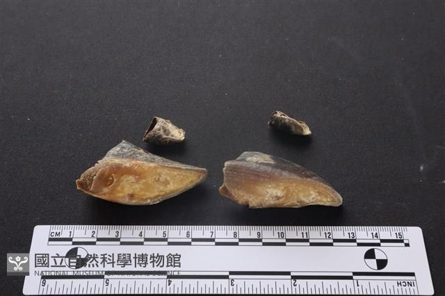 梅花鹿骨藏品圖，第3張