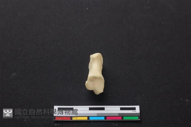 梅花鹿骨藏品圖，第3張