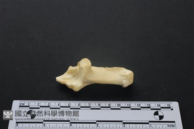 梅花鹿骨藏品圖，第3張